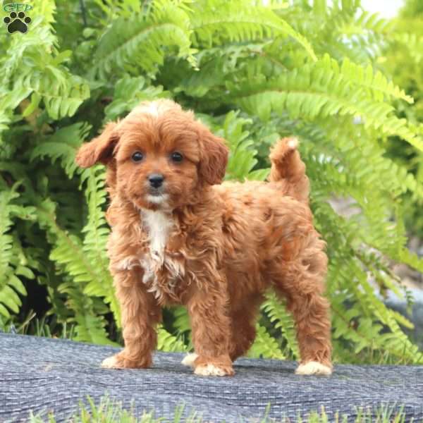 Sela, Cavapoo Puppy