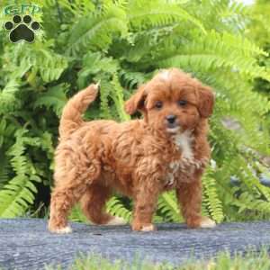 Sela, Cavapoo Puppy