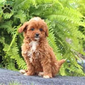 Sela, Cavapoo Puppy
