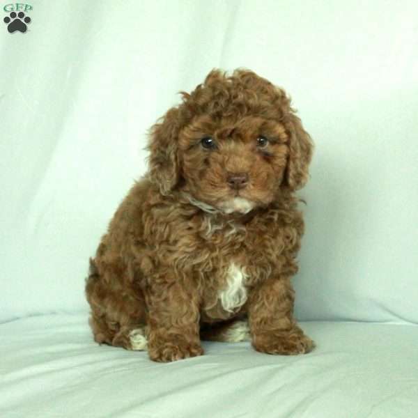 Serena, Toy Poodle Puppy