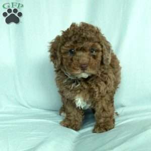 Serena, Toy Poodle Puppy