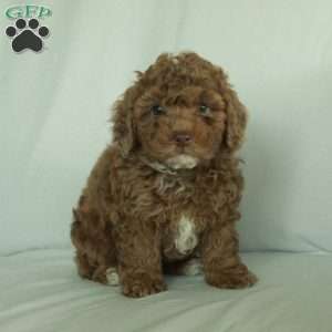 Serena, Toy Poodle Puppy