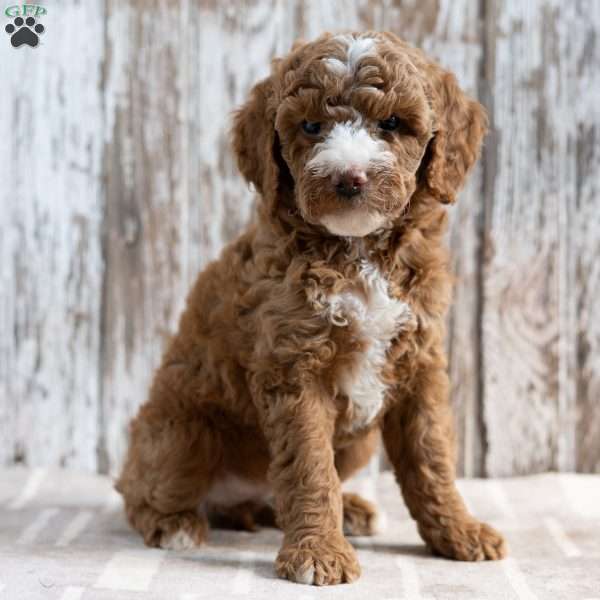 Serenity, Mini Goldendoodle Puppy