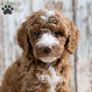 Serenity, Mini Goldendoodle Puppy