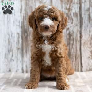 Serenity, Mini Goldendoodle Puppy