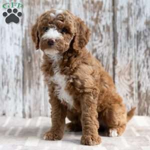 Serenity, Mini Goldendoodle Puppy