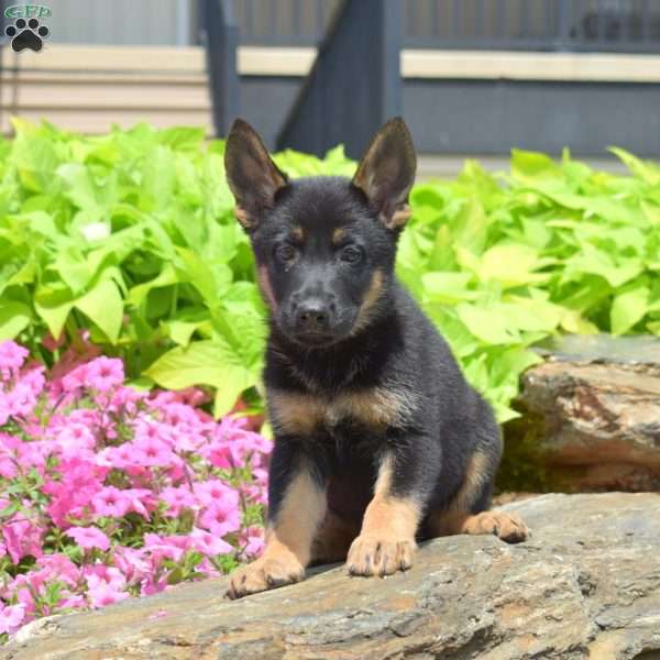 Sesame, German Shepherd Puppy
