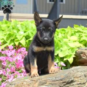 Sesame, German Shepherd Puppy