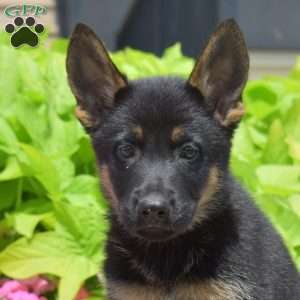 Sesame, German Shepherd Puppy