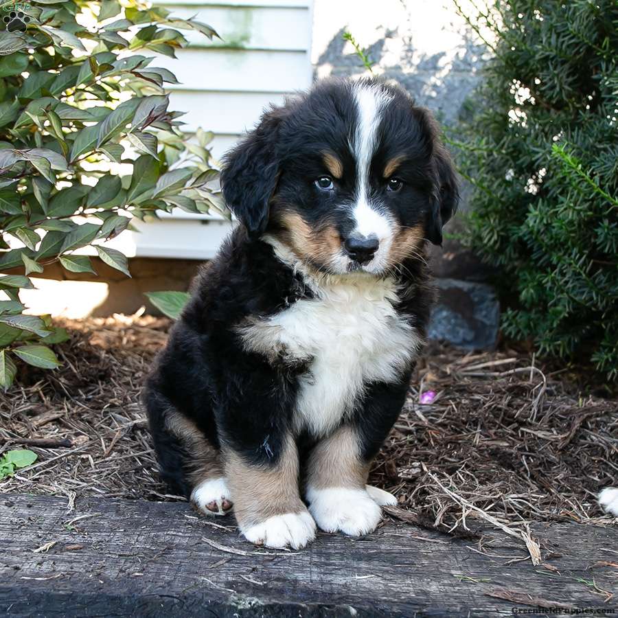 Seth (Bernese, Male) in Fort Plain, NY