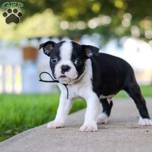 Seth, Boston Terrier Puppy