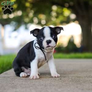 Seth, Boston Terrier Puppy