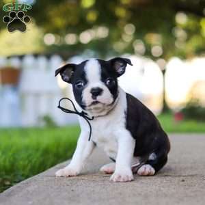 Seth, Boston Terrier Puppy