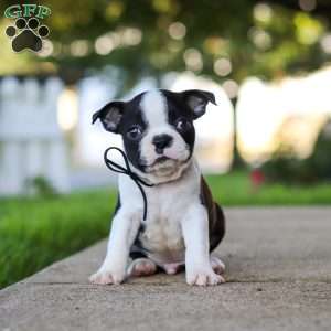 Seth, Boston Terrier Puppy