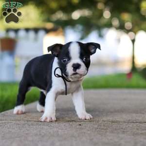 Seth, Boston Terrier Puppy