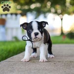 Seth, Boston Terrier Puppy