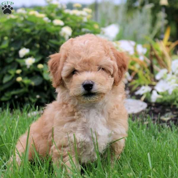 Seth, Toy Poodle Mix Puppy