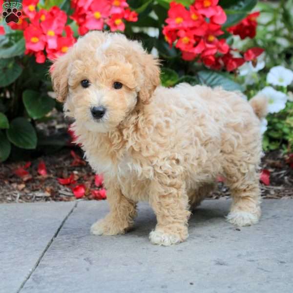 Seth, Maltipoo Puppy