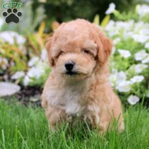 Seth, Toy Poodle Mix Puppy