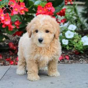 Seth, Maltipoo Puppy
