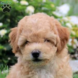 Seth, Toy Poodle Mix Puppy