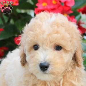 Seth, Maltipoo Puppy