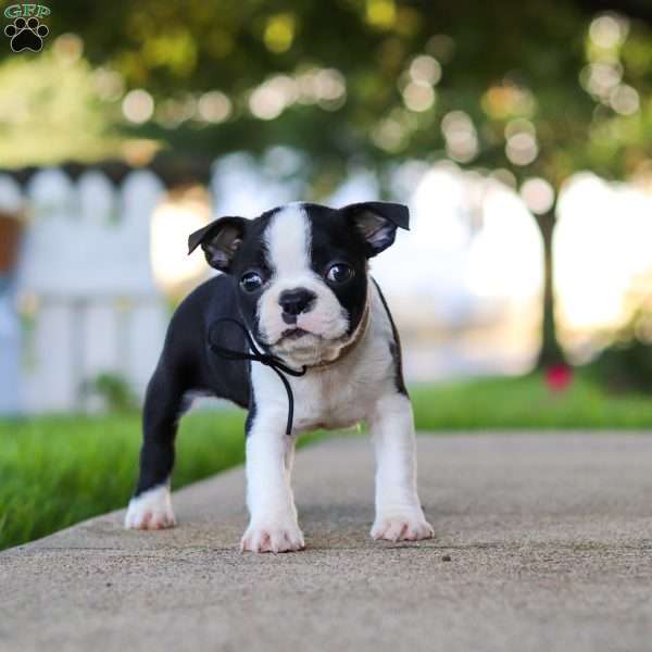 Seth, Boston Terrier Puppy