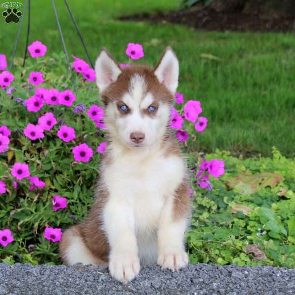 Shadow, Siberian Husky Puppy