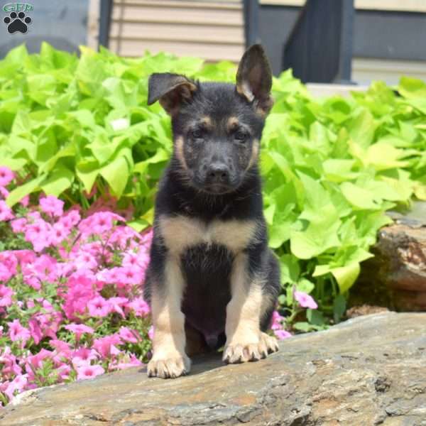 Shadow, German Shepherd Puppy