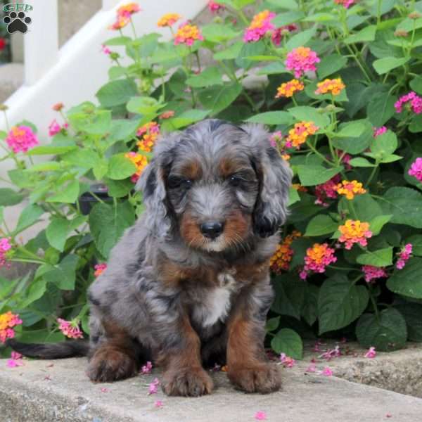 Shadow, Springerdoodle Puppy