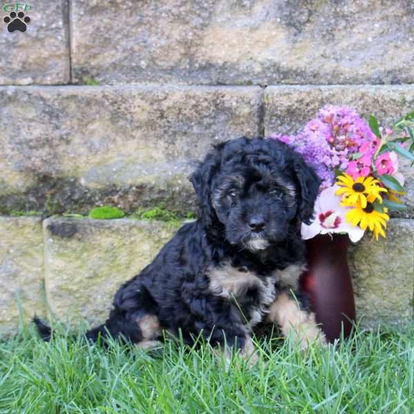 Shadow, Miniature Poodle Mix Puppy