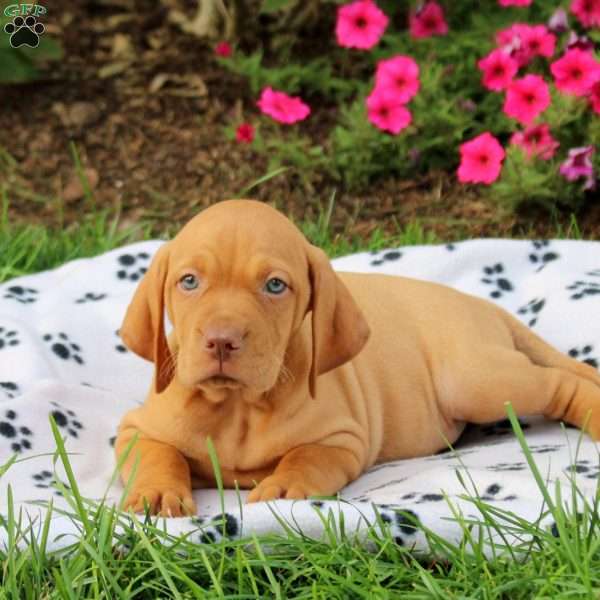 Shadow, Vizsla Puppy