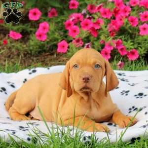 Shadow, Vizsla Puppy