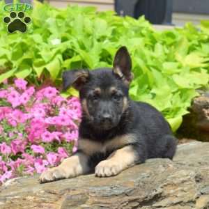 Shadow, German Shepherd Puppy