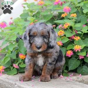 Shadow, Springerdoodle Puppy