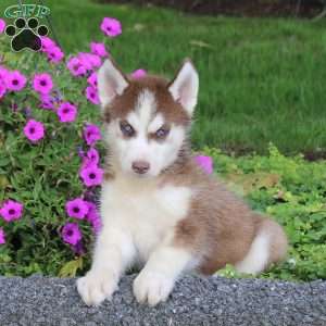 Shadow, Siberian Husky Puppy
