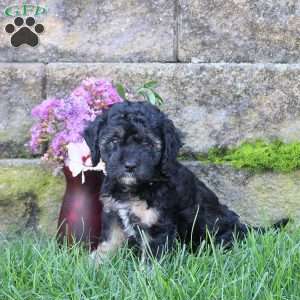 Shadow, Miniature Poodle Mix Puppy