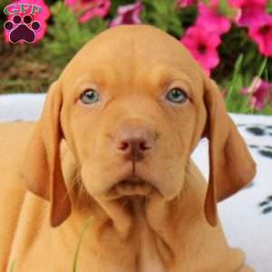 Shadow, Vizsla Puppy