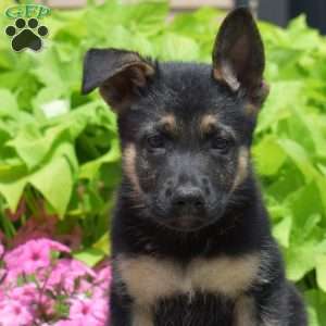 Shadow, German Shepherd Puppy