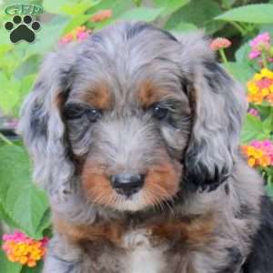 Shadow, Springerdoodle Puppy