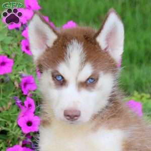 Shadow, Siberian Husky Puppy