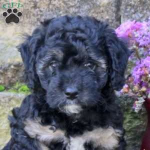 Shadow, Miniature Poodle Mix Puppy