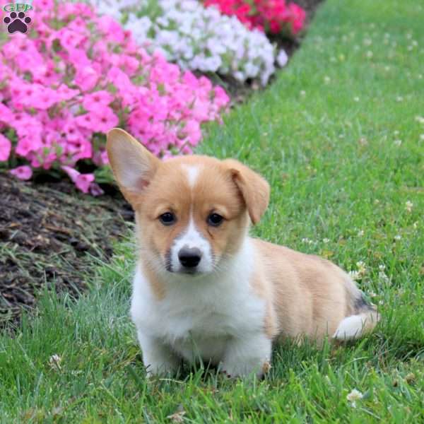 Shaggy, Pembroke Welsh Corgi Puppy