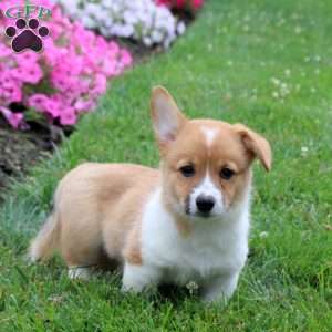 Shaggy, Pembroke Welsh Corgi Puppy