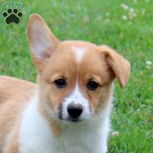 Shaggy, Pembroke Welsh Corgi Puppy