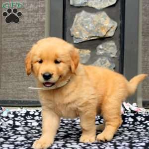 Shaili, Golden Retriever Puppy