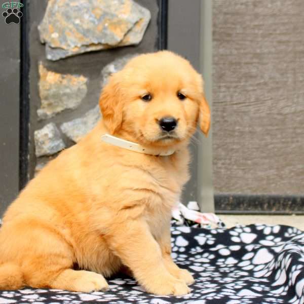 Shaili, Golden Retriever Puppy