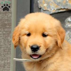 Shaili, Golden Retriever Puppy