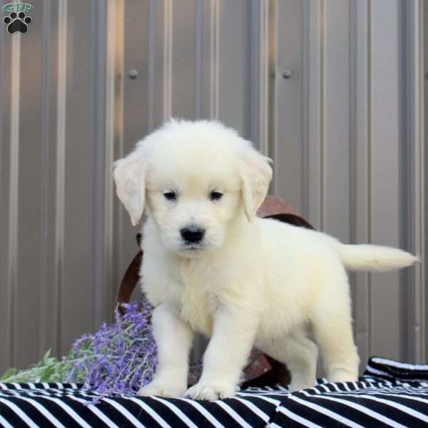 Shane, English Cream Golden Retriever Puppy
