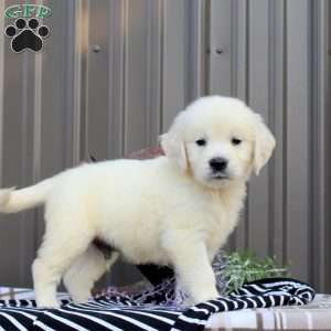Shane, English Cream Golden Retriever Puppy